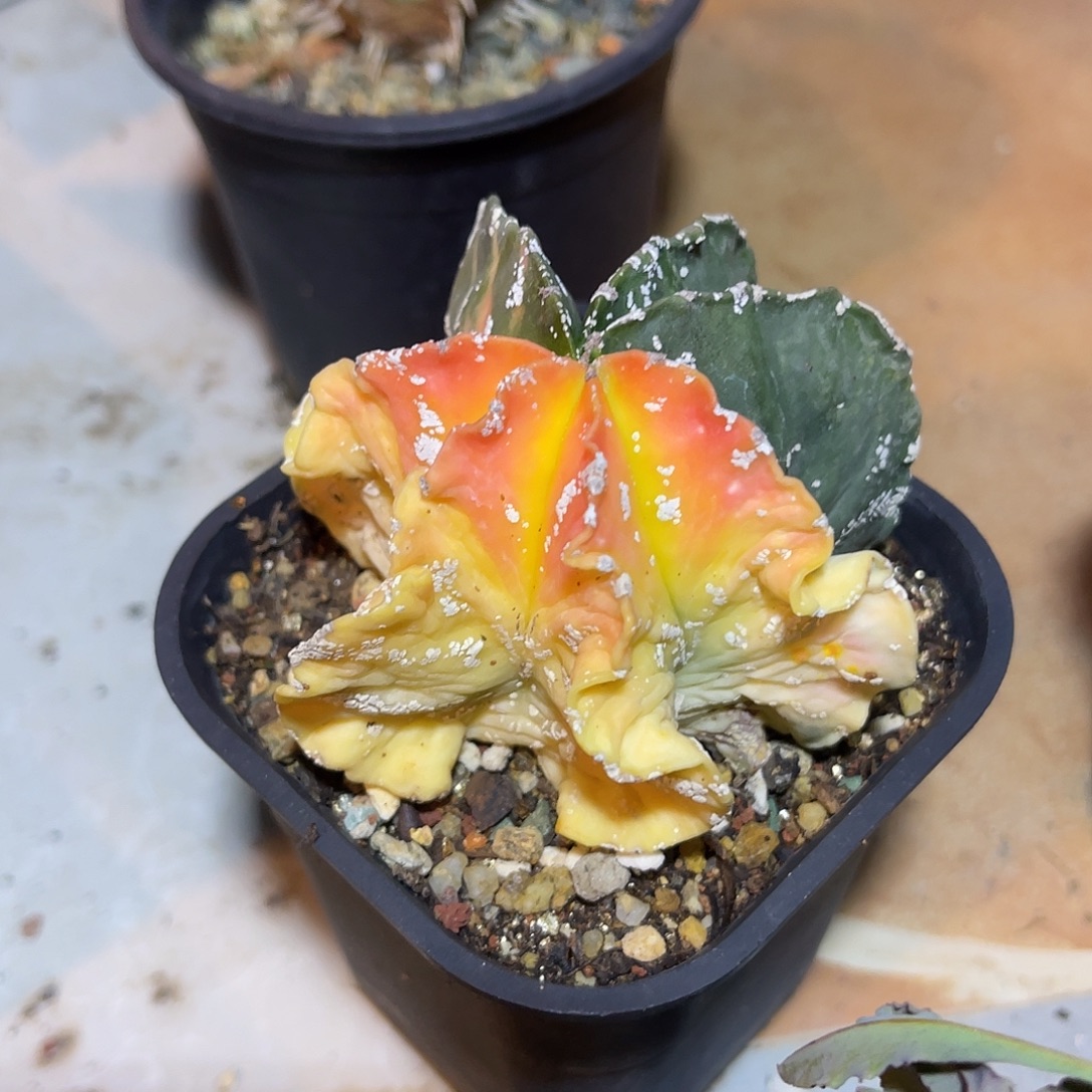 鸾凤玉锦一物一拍