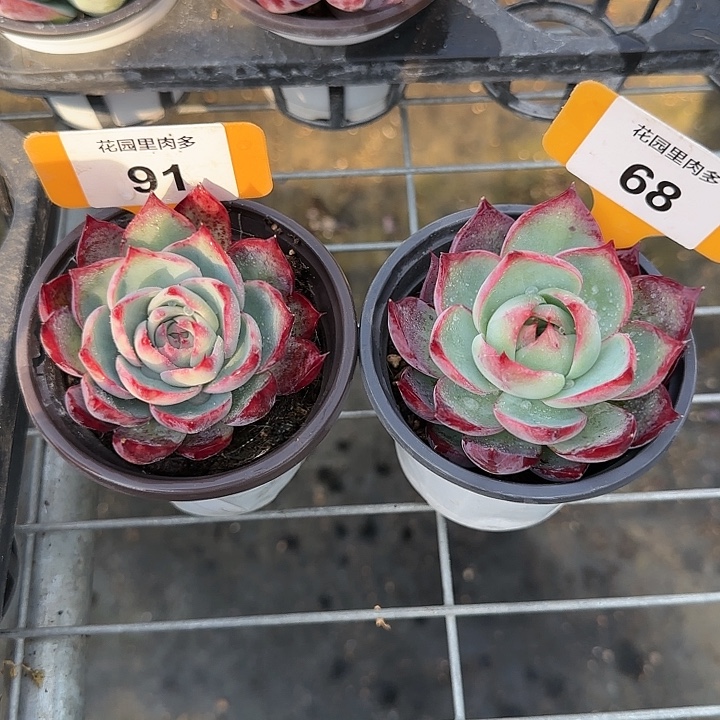壹***手91，68 惊鸿仙子多肉植物6-9cm
