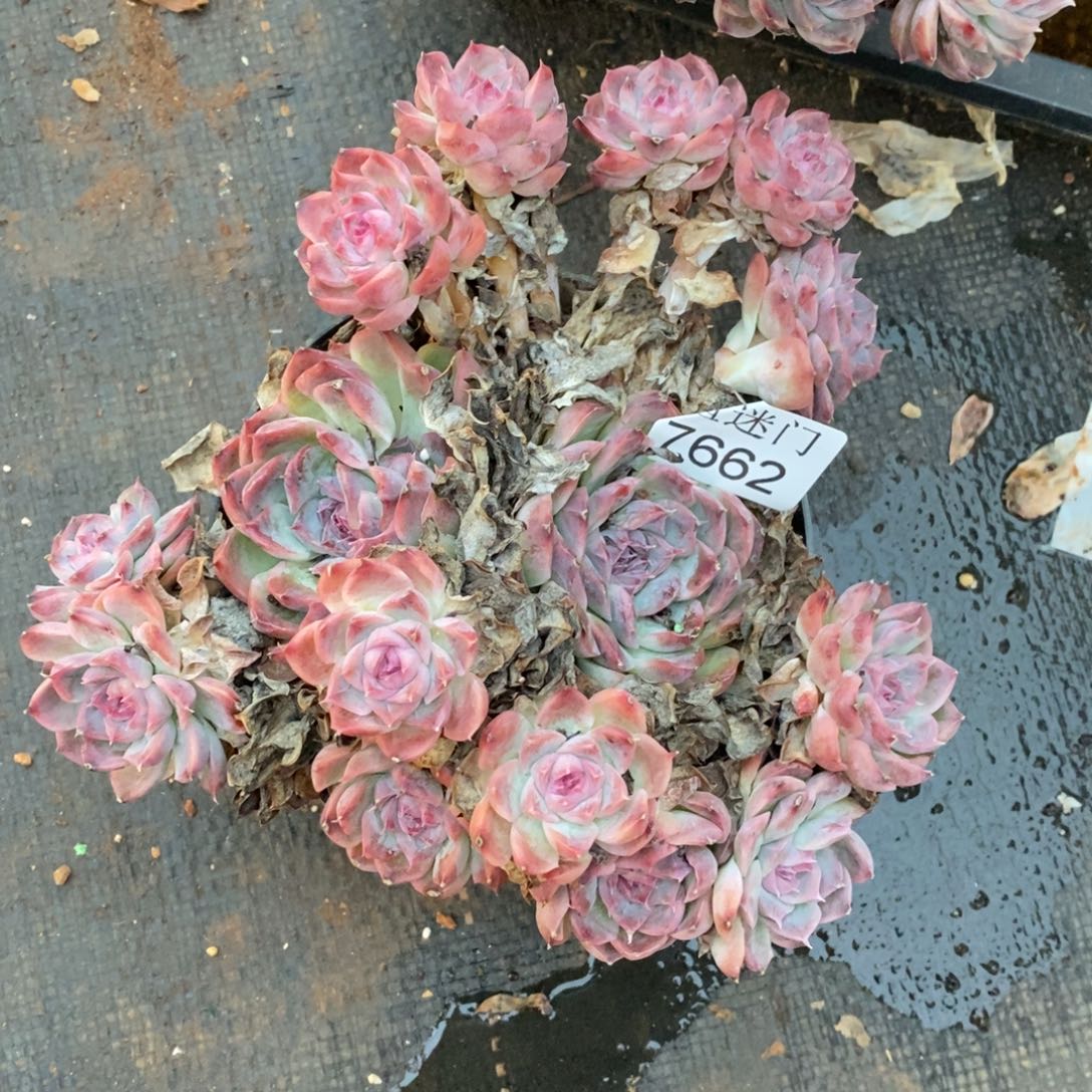 木***鱼不包整散掉头不售后~7662~13厘米