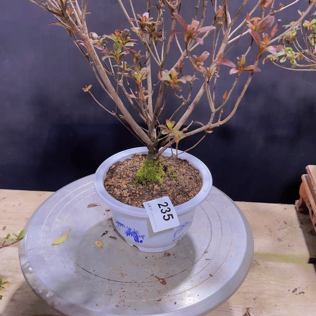 红陶直播时间一直一直