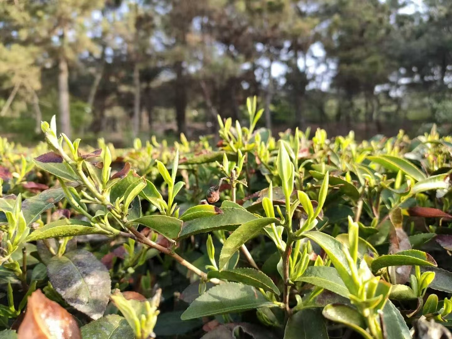 日照绿茶2025露天茶2号开园通料/鲜香回甘/不苦不涩