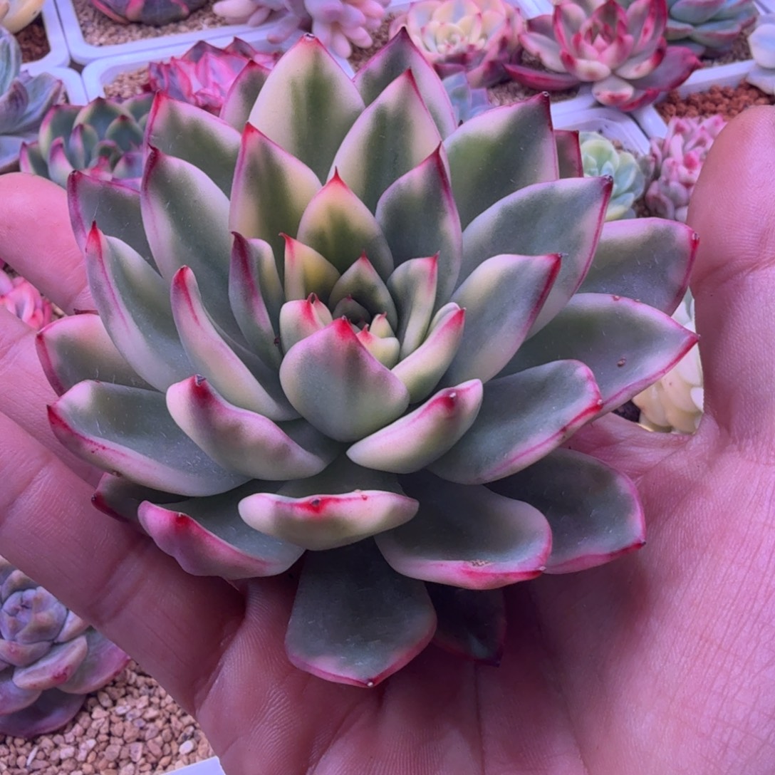 N***a东云锦 多 肉植物