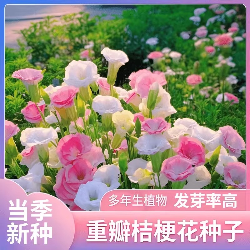 【新疆西藏包邮】混色洋桔梗花种子大花重瓣耐寒热年年开花全国可种商品图