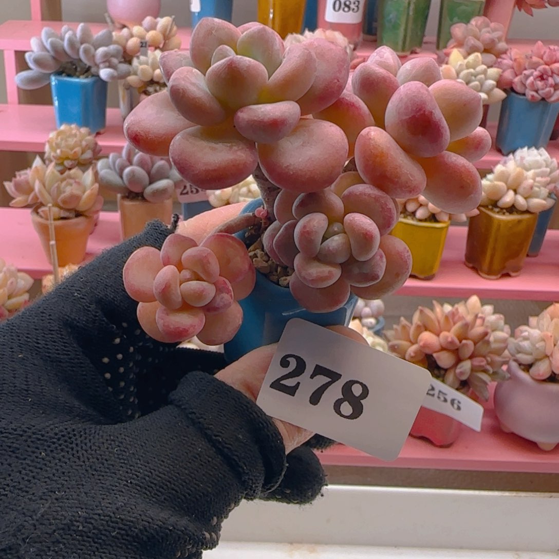 木糖醇278 ，满38包邮非偏远。包邮非偏远。