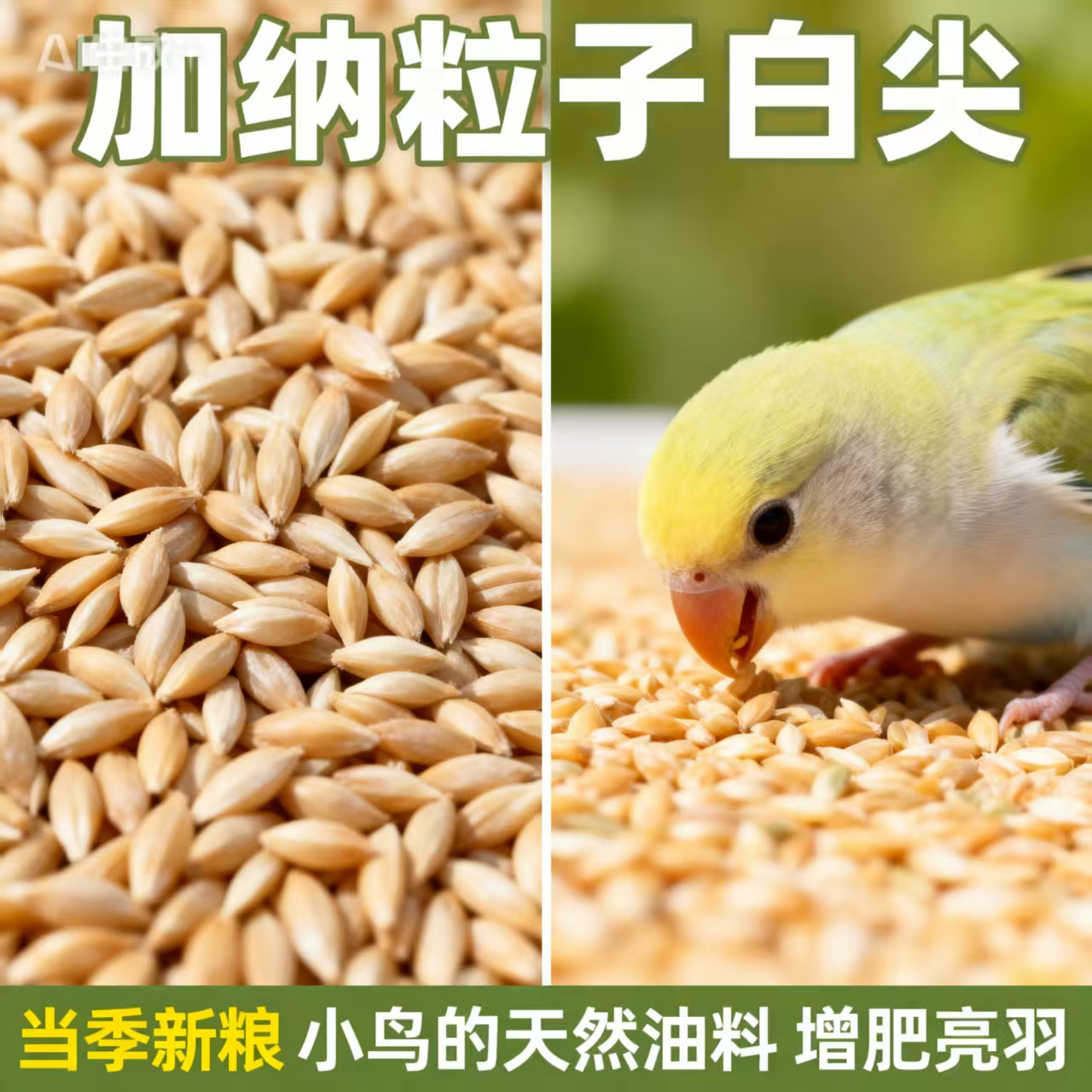 加纳利子白尖鸟粮鹦鹉油料