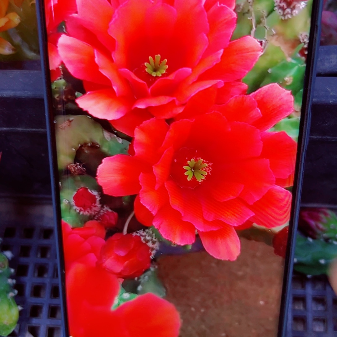 下4桃太郎软2个无根小侧芽20包邮