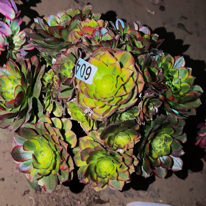 604奶白宽锦多肉植物处理不售后