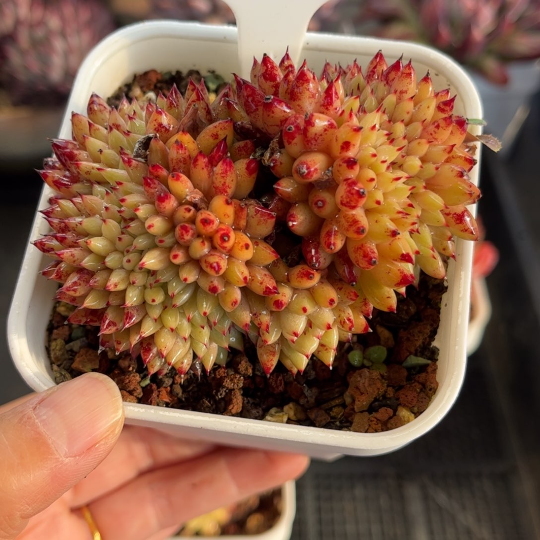 1377 天冷必拍保温箱