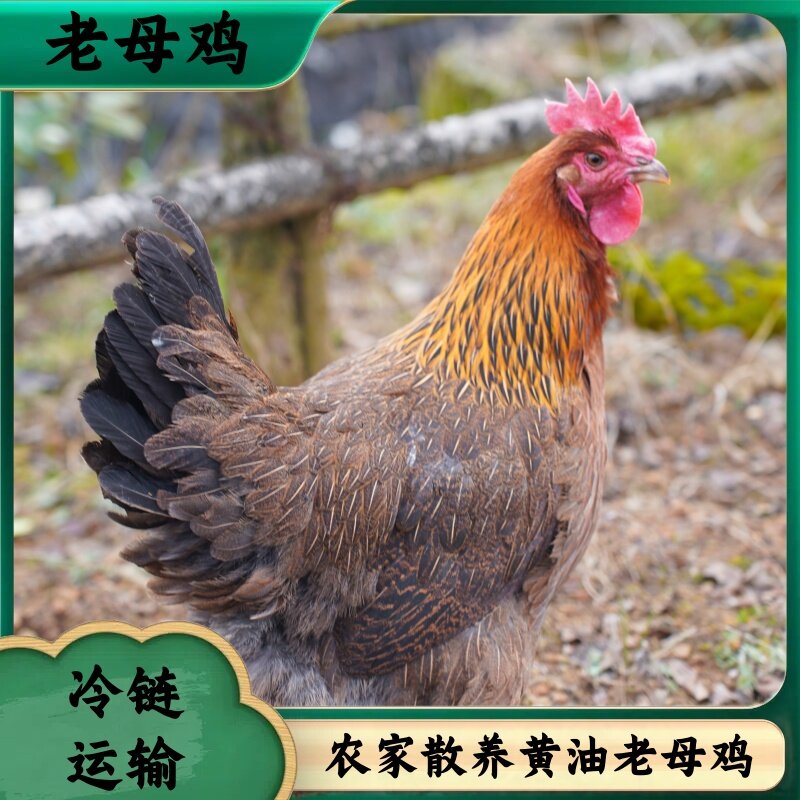 【农家土鸡】买3送1 共4只3年黄油老母鸡净重10-11斤带内脏支持试吃