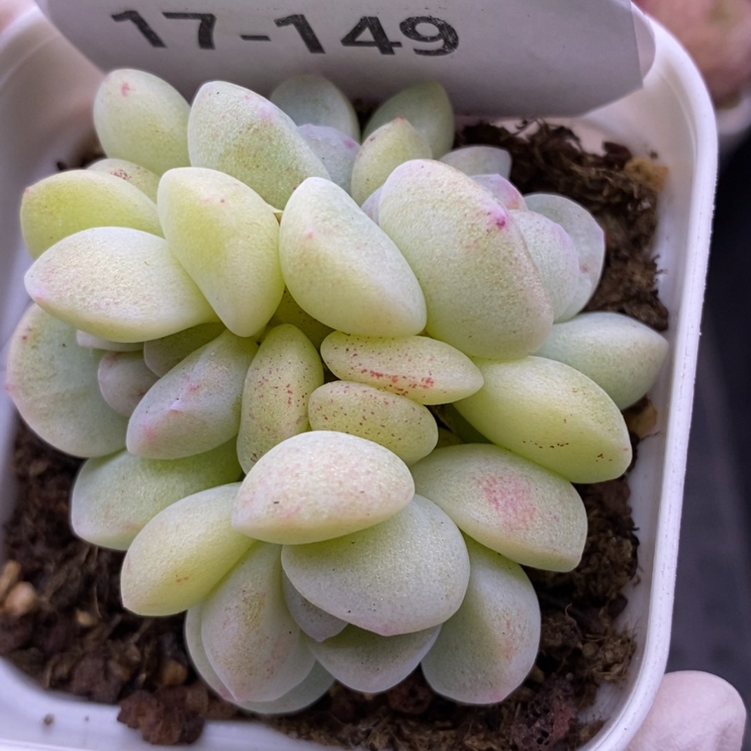 【闪购商品】17-149