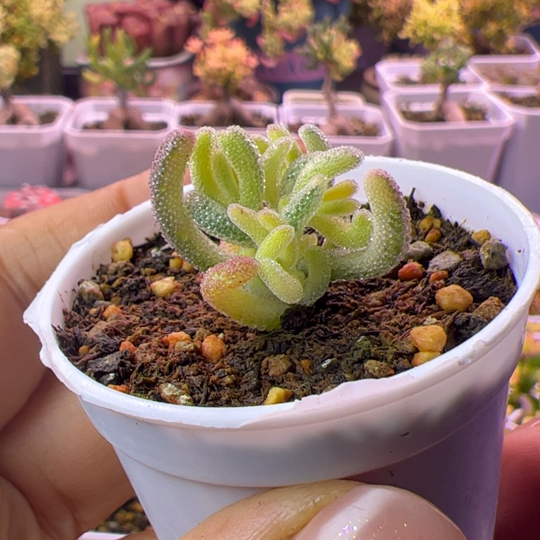 017多肉植物枝干超白