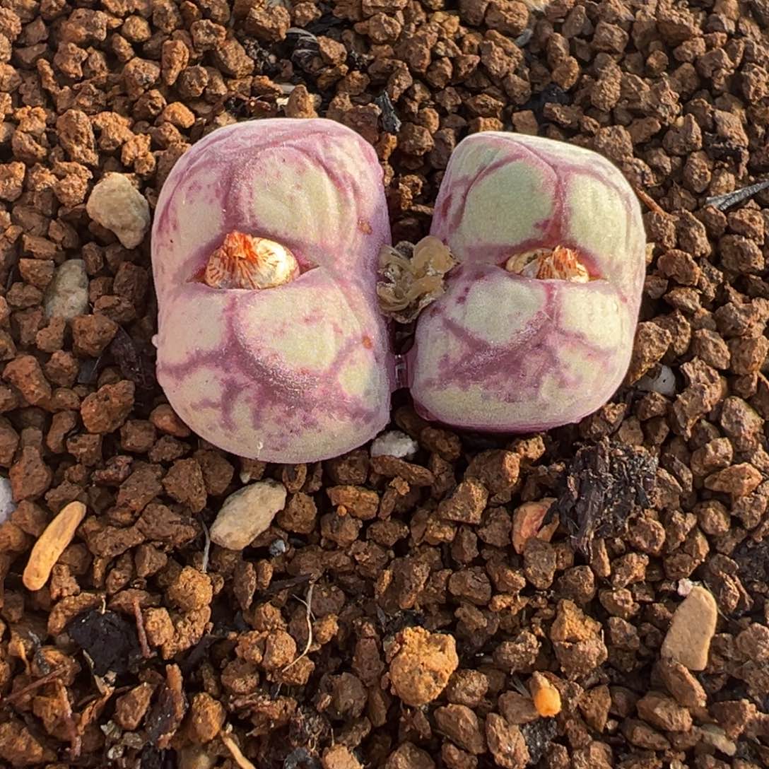 喵***~058多肉植物种类和