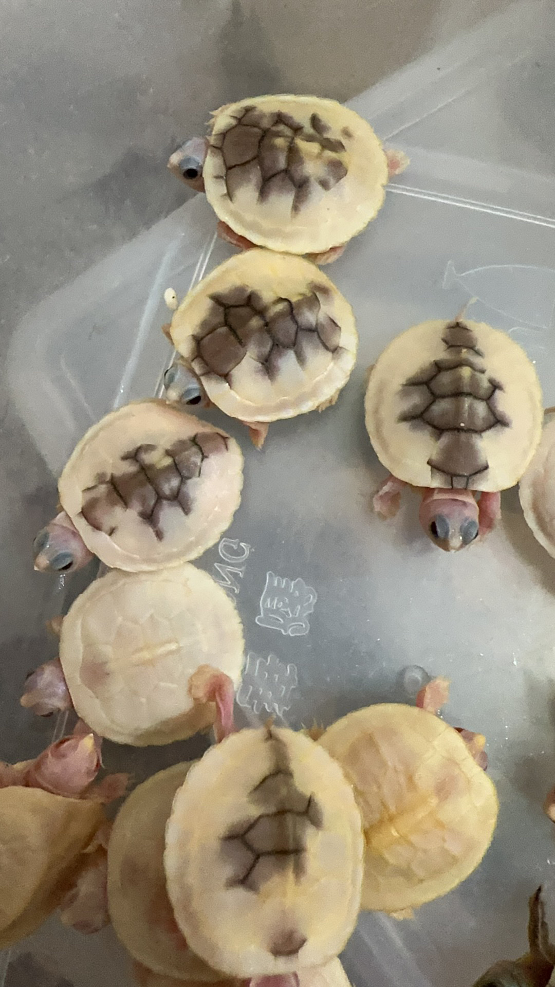 观赏乌龟变异龟直播挑选链接，收到龟拍不间断的开箱视频