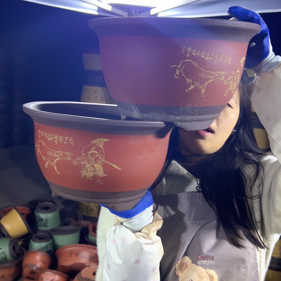 30+30红色放牛娃三角金钟