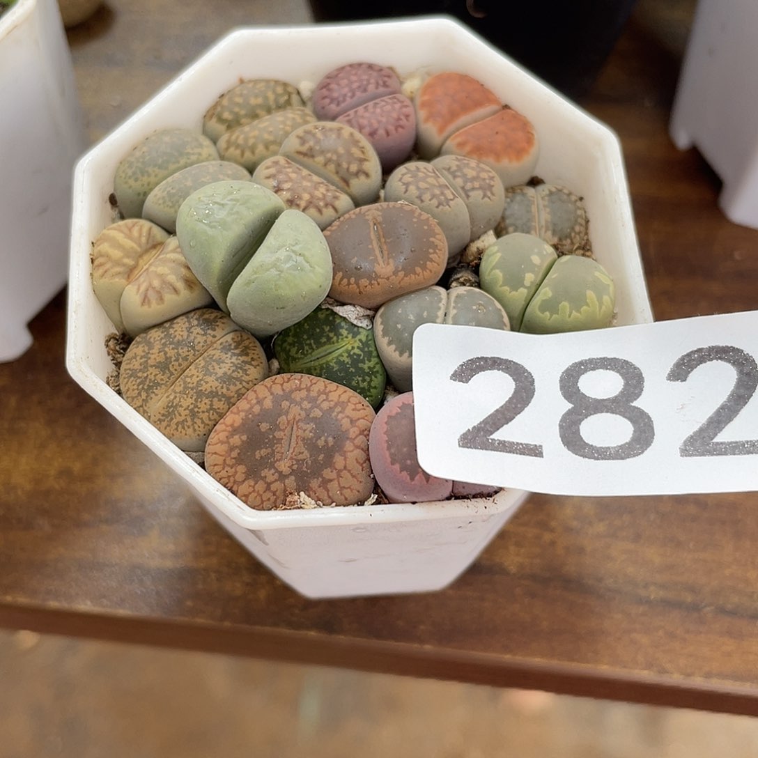 暴**叽生石花一盒00282