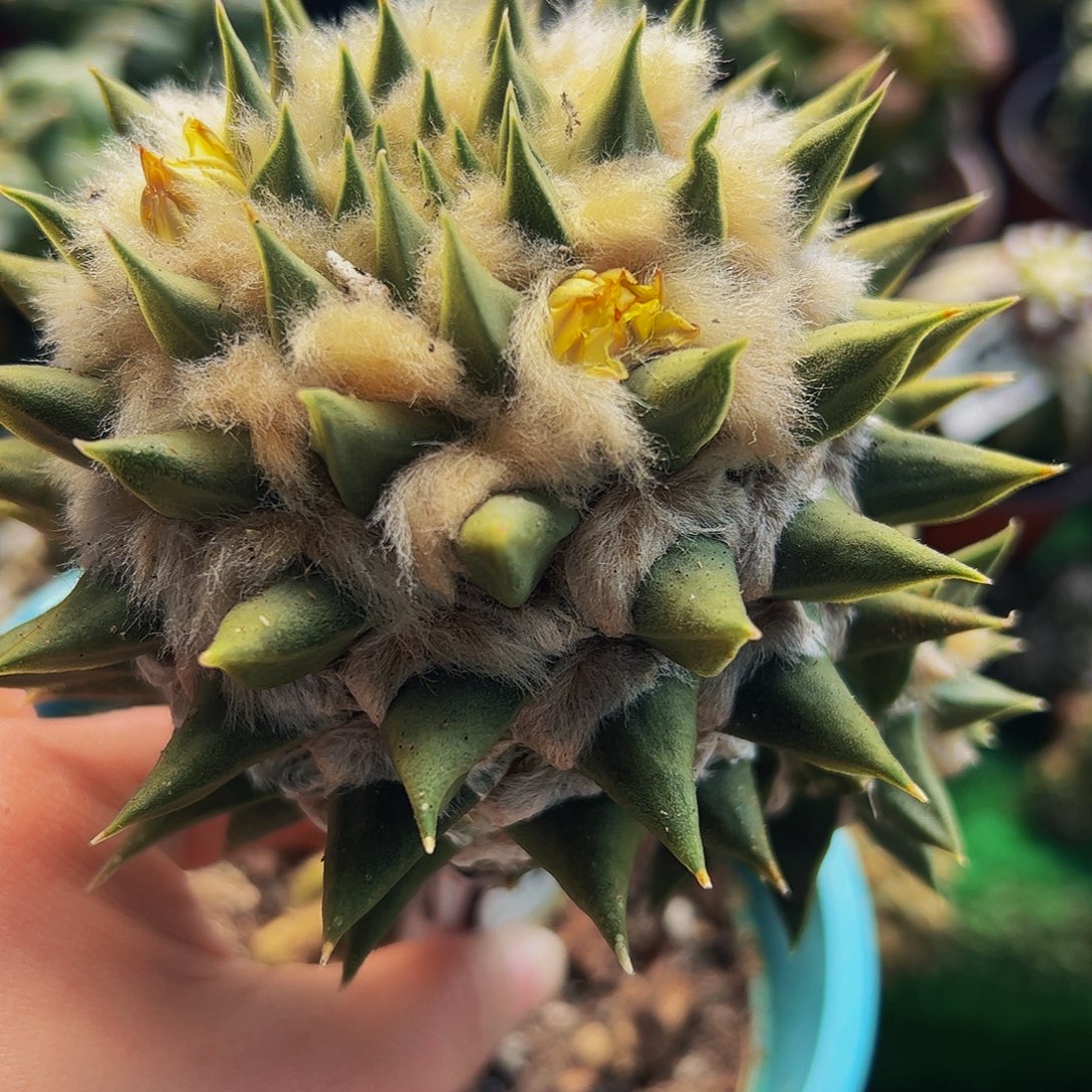 无花朵长毛龙芽牡丹375