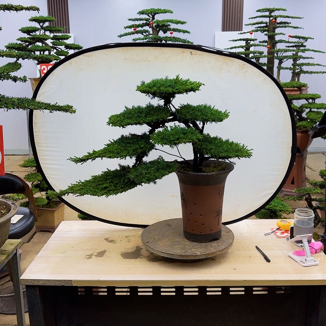 盆景直播间一物一拍