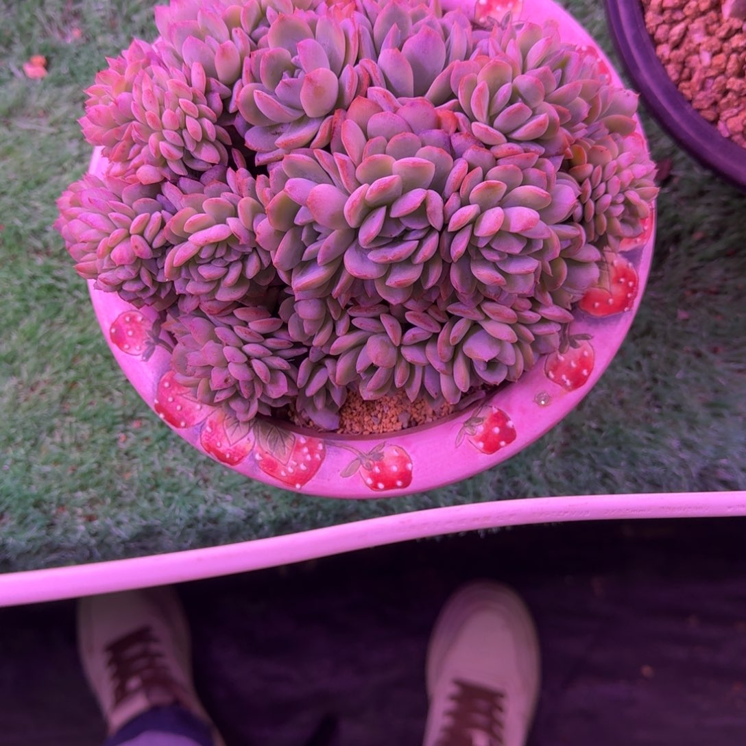 曦*莎莎女王缀化无砍