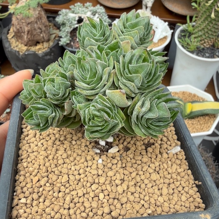 老桩介塔群（满28包邮）