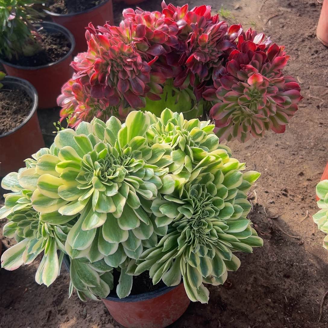 洪****玉精品缀化脱土发货