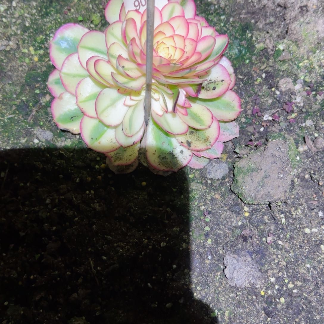 倾城法师多肉902