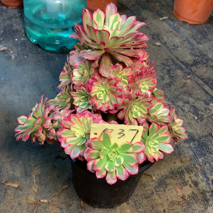 837红铜白多肉一物一拍