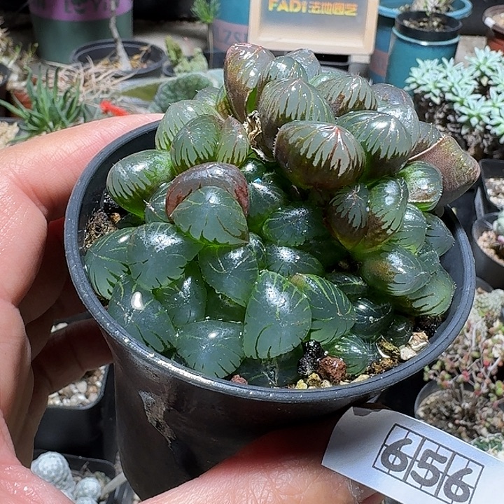 656冰灯玉露带盆发货