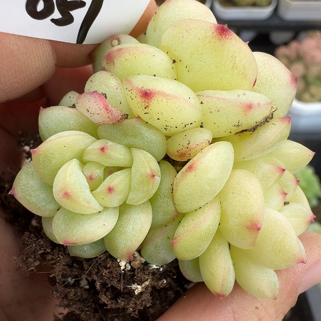 一物一拍一物一拍12-13-651