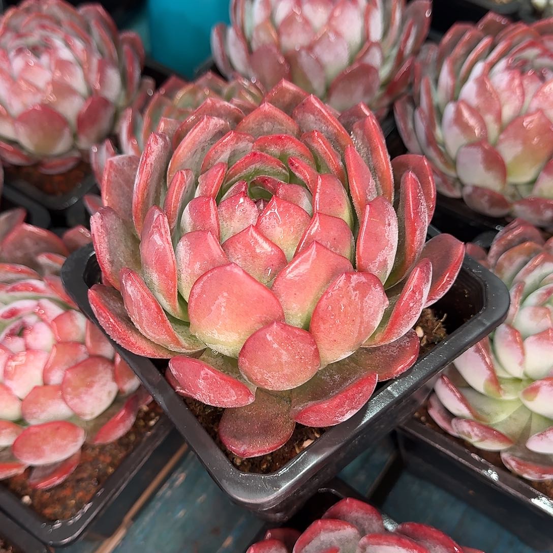 从前慢花园多肉编号-单头全明星