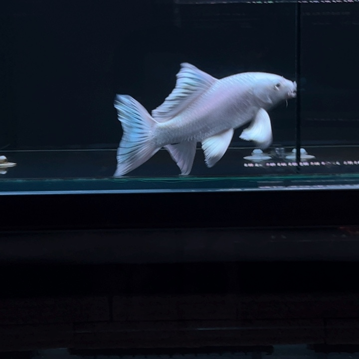 海水鱼情*蝴蝶鲤1