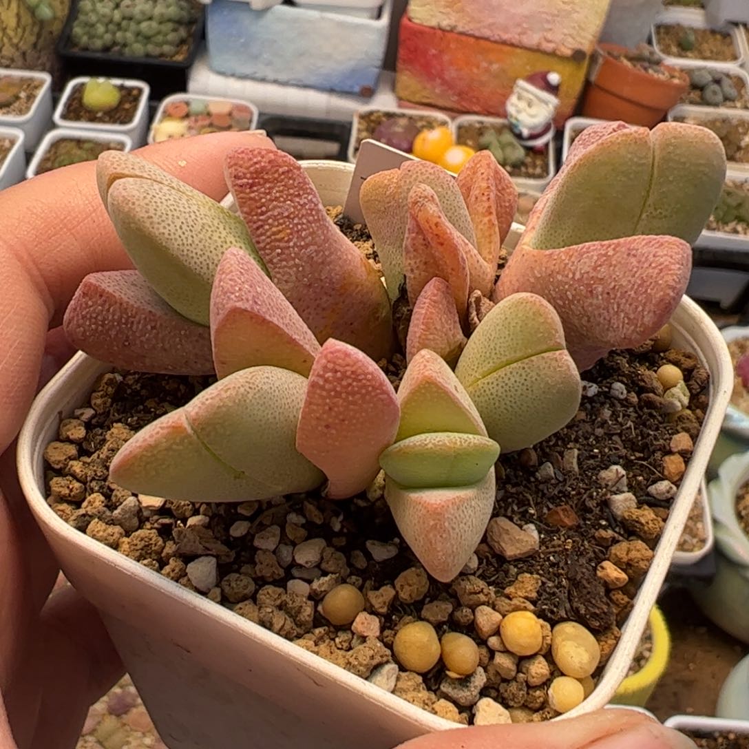 411多肉植物百科