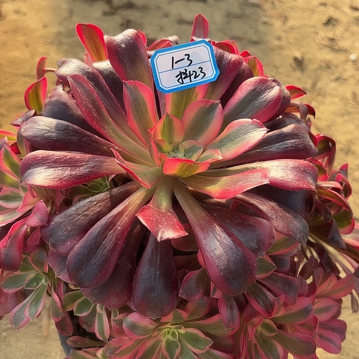 美杜莎多肉法师不包损23