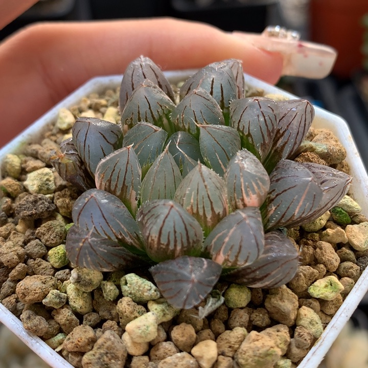 霓虹灯玉露锦带盆土发货