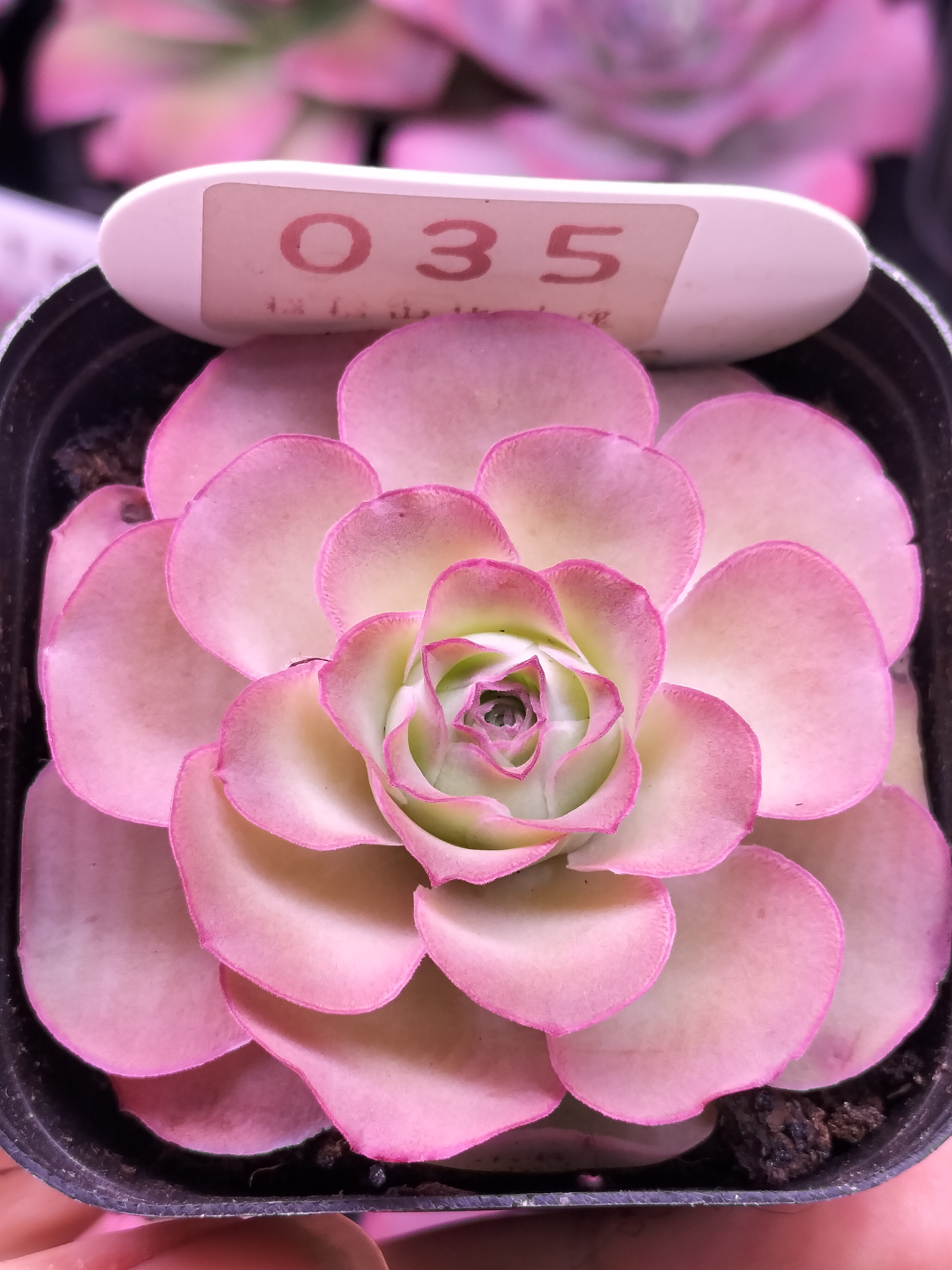 楹楹山地玫瑰/35