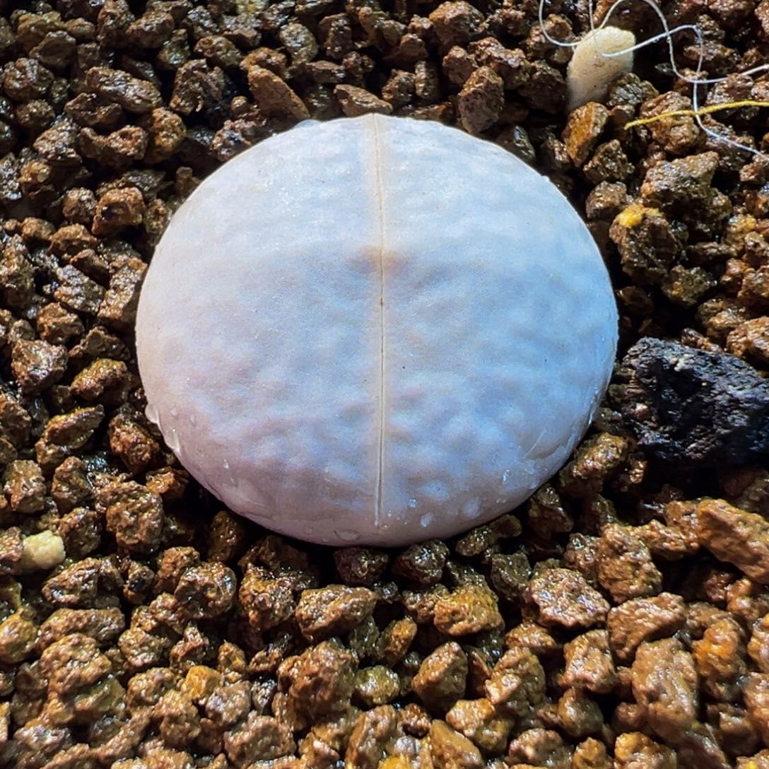 781多肉植物种类多样