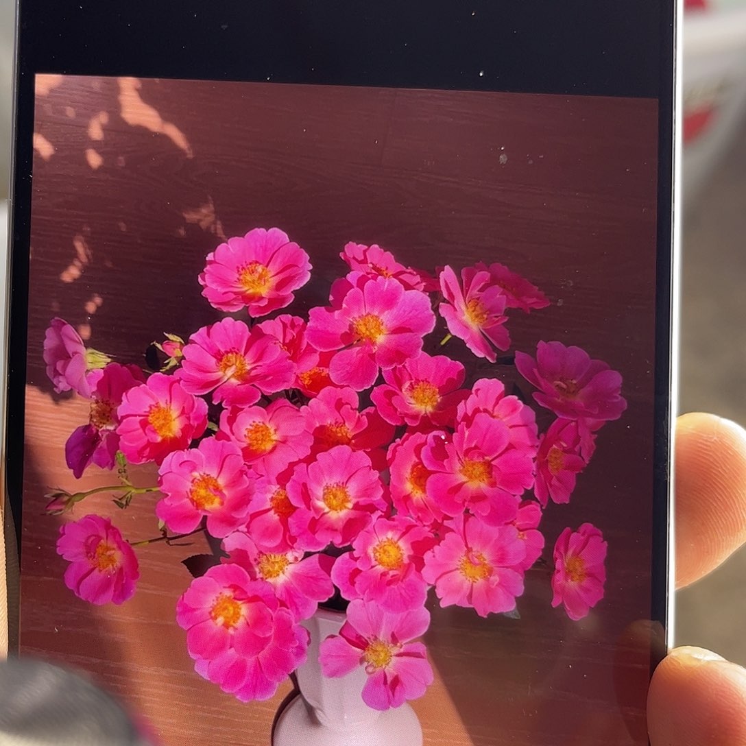 全部花苞青幕谷（紫葡萄）一扎