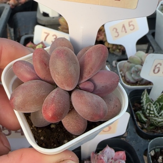 341糖果美人一物一拍多肉