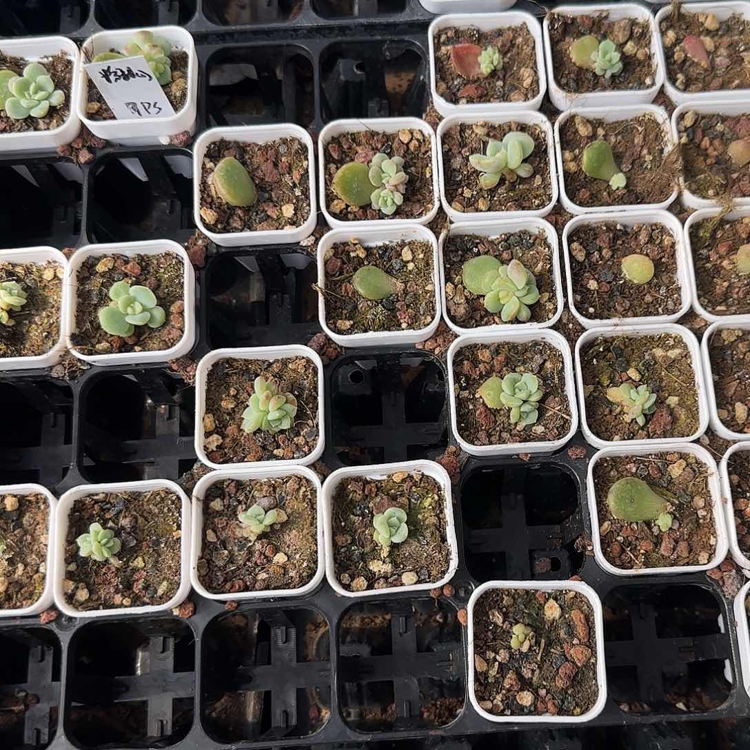 小粉甜心盆外棚一个满25包邮