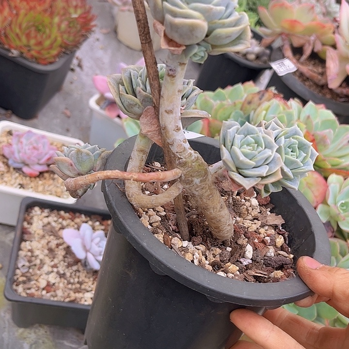 可爱玫瑰07145多肉植物
