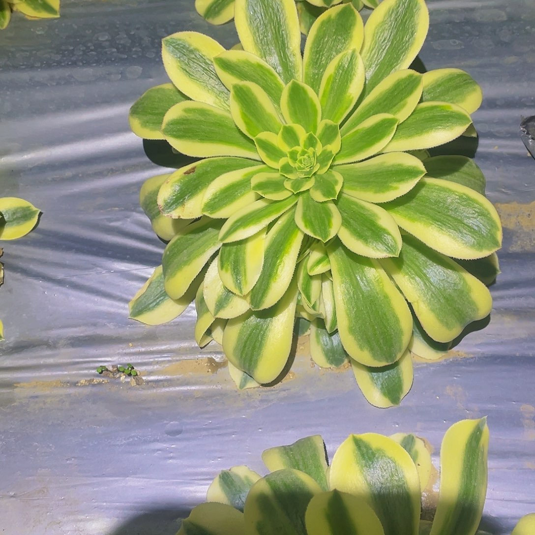 1857迈巴赫多肉植物