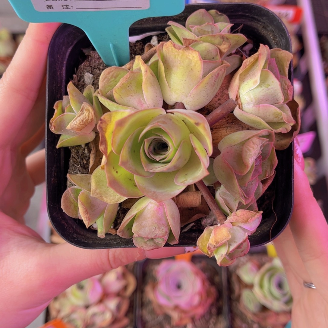 单品一物一拍632号