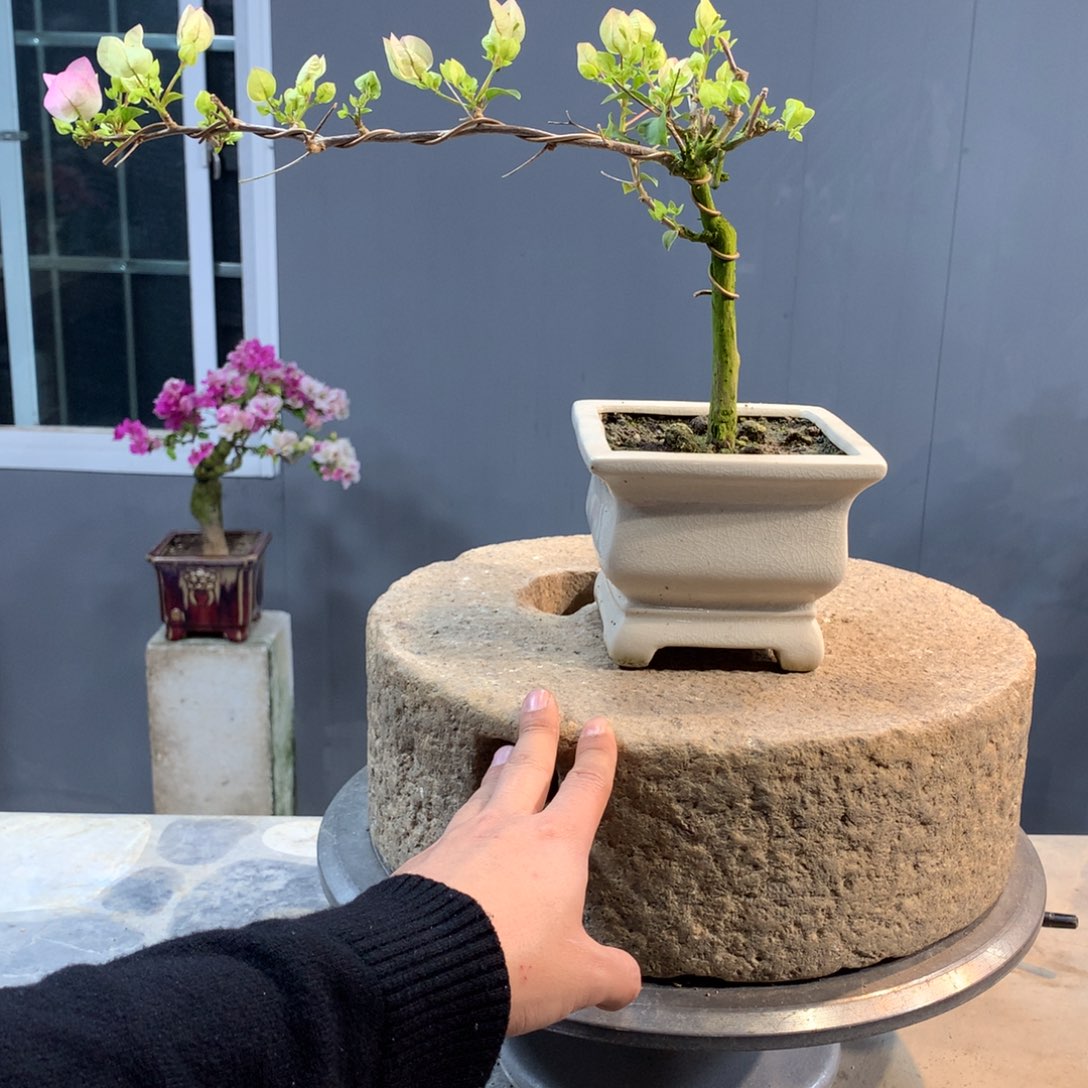 大量花朵（建议范围：8朵-15朵 或40%以上）