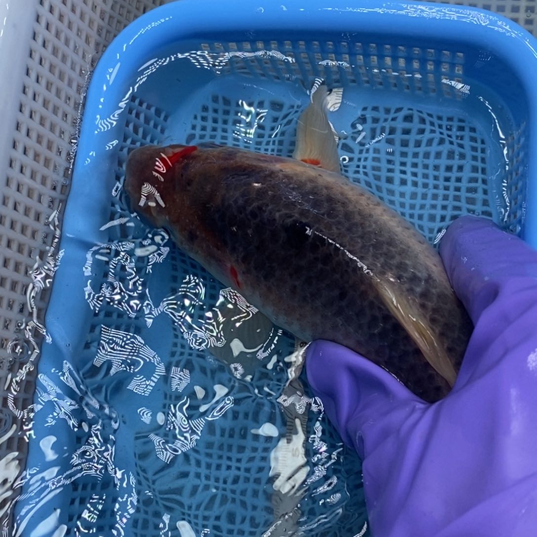 锦鲤冷水锦鲤包邮