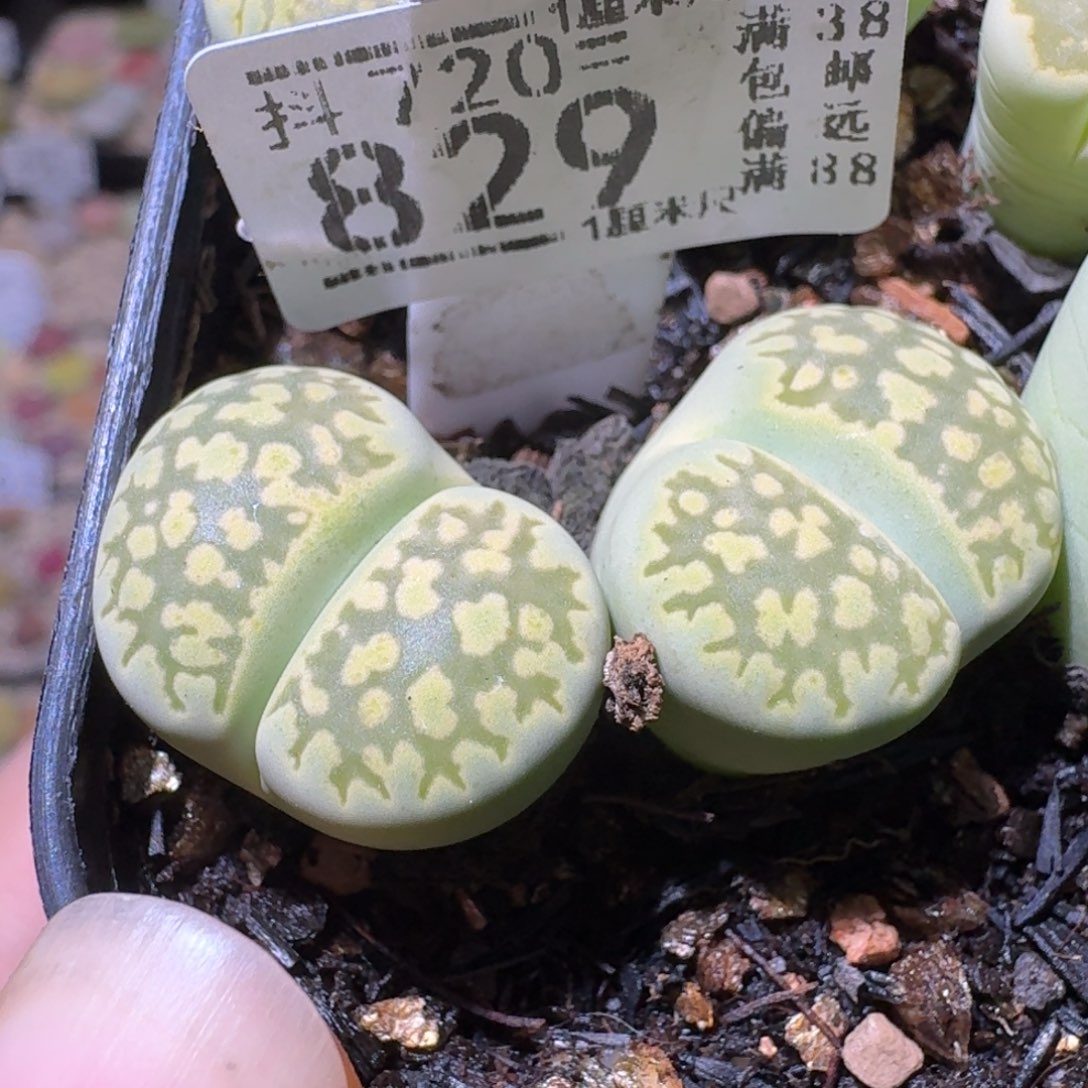 Sss生石花便宜卖了829