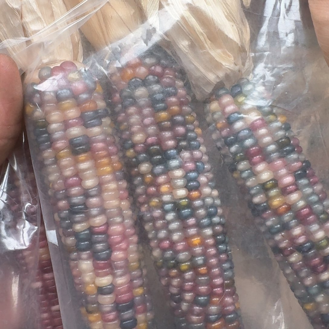 柏香籽/百香籽吊坠～*宁