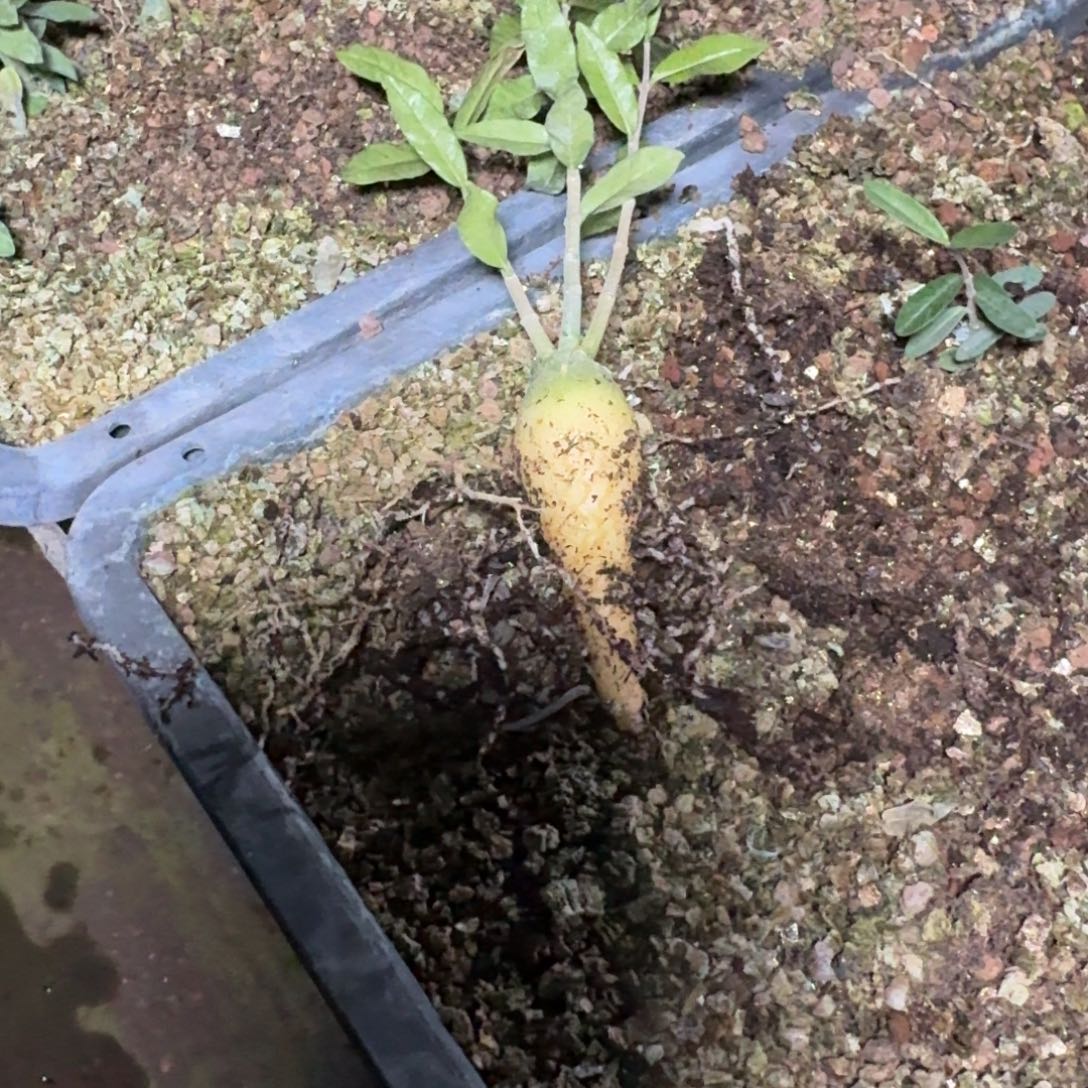 火星人块根量拍1个