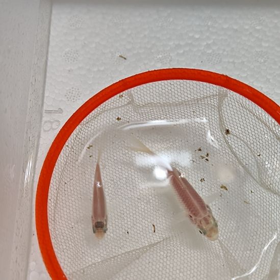 海水鱼普身蝴蝶鲤寸片