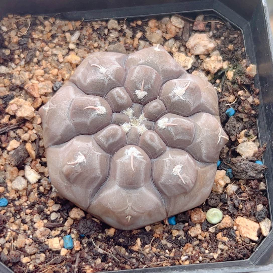 实生 铅皮仙人球