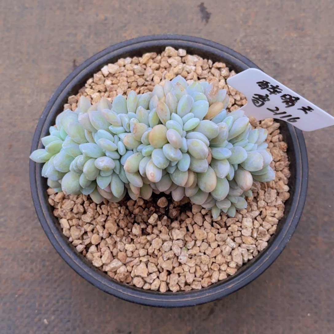 醉*天醉晴天寄养111111111111