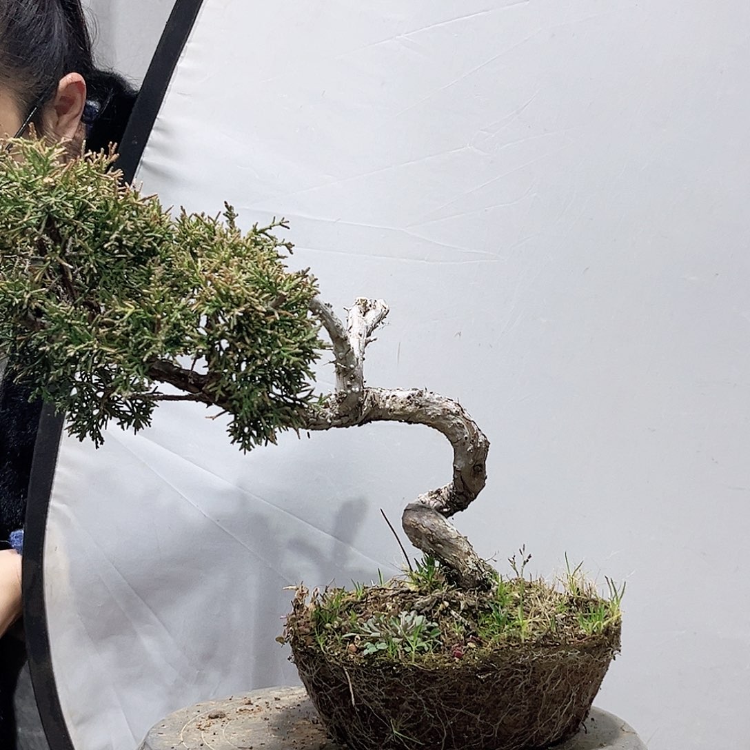 发*哥高端盆栽黑松